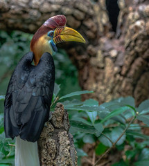 Rainbow Hued Plumage on a Sulawesi Knobbed Hornbill in a Tree