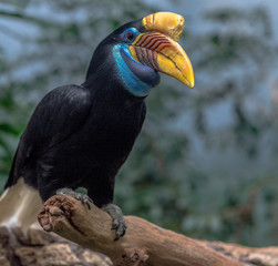 Rainbow Hued Plumage on a Sulawesi Knobbed Hornbill in a Tree