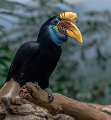 Rainbow Hued Plumage on a Sulawesi Knobbed Hornbill in a Tree