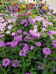 Fototapeta premium varied garden flowers
