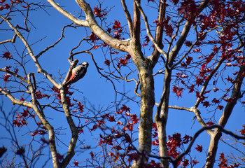 晩秋の晴れた朝のアカゲラ
