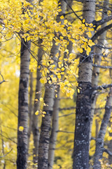 autumn colors on the leaves of white birch