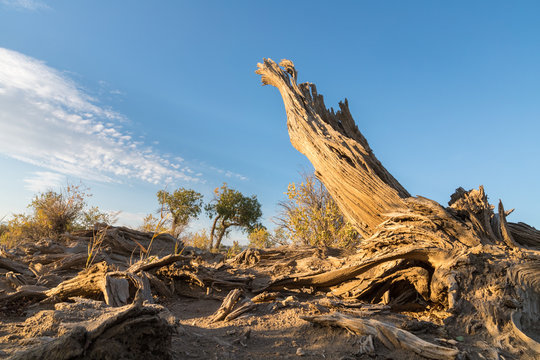 populus euphratica on gobi desert