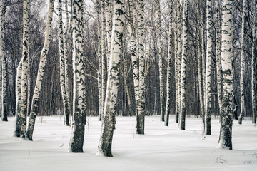 Birch forest at winter day