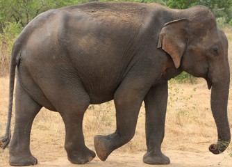 Fototapeta premium Asian Elephant