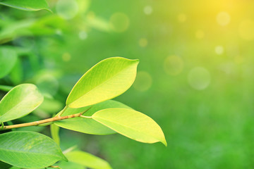 Fresh green tree leaf on blurred background in the summer garden with rays of sunlight. Close-up nature leaves in field for use in web design or wallpaper.
