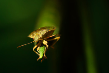 Stinky beetle on a  leaf