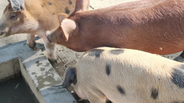 Medium shot in slow motion of pigs jostling each other while they eat food.