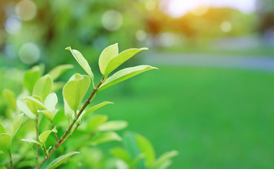 Fresh young green tree leaf on blurred background in the summer garden with rays of sunlight. Close-up nature leaves in field for use in web design or wallpaper.