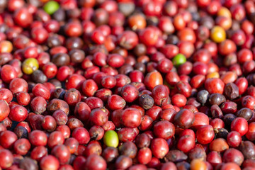 Fresh Arabica Red Coffee beans berries and Drying Process