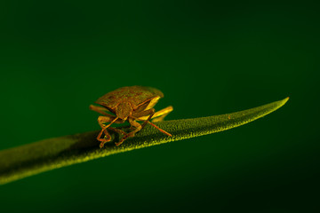 Stinky beetle on a  leaf