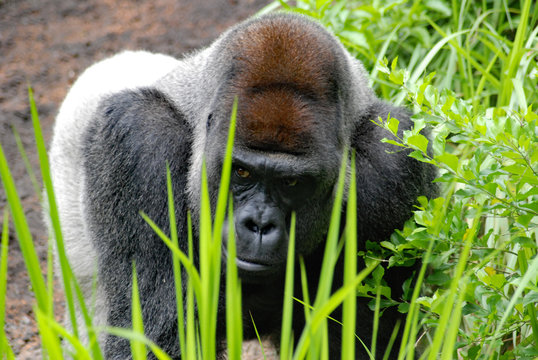 Silverback gorilla close-up