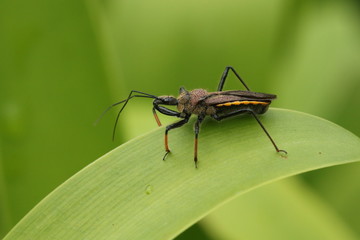 An Assassin Bug, Reduviidae, up close on a leaf.