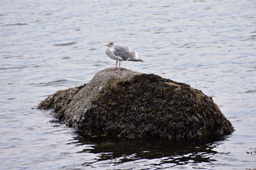 Island Seagull