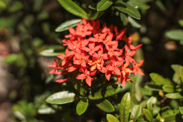 red flower in the garden