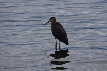 Vancouver heron