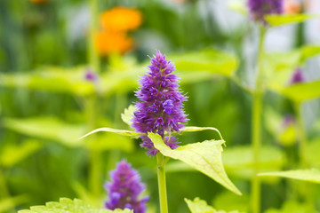 Mint flower in sunny garden