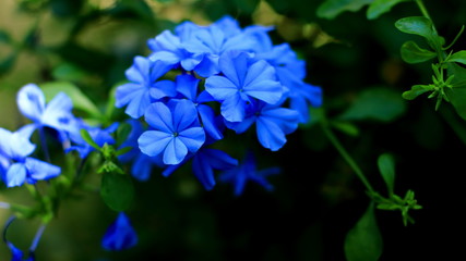 Fototapeta na wymiar Pretty blue flower expression flower