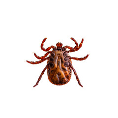 Encephalitis Virus or Lyme Borreliosis Disease or Monkey Fever Infectious Dermacentor Tick Arachnid Parasite Insect Macro Isolated on White