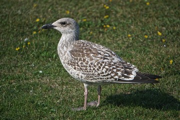 Neil’s Harbor, Cape Breton, Nova Scotia, Canada: Juvenile herring gull (L. argentatus) on a lawn with small yellow wildflowers.
