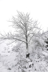 Winter landscape with snow-covered trees after snowfall. Graphic black and white image of snow-covered trees.