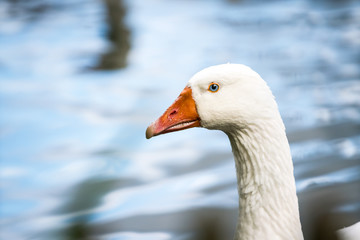 head of a white goose