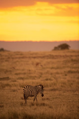 zebra bij zonsondergang