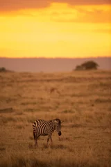 Abwaschbare Fototapete Braun Zebra im Sonnenuntergang