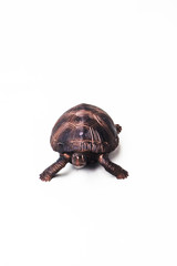 turtle on white background