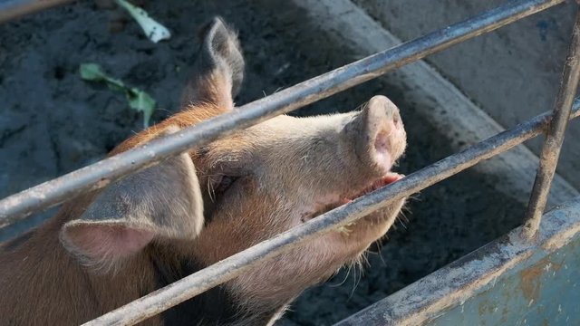 Close-up of a pig in slow motion as it chews a piece of celery.
