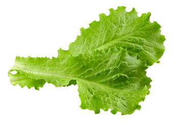 lettuce leaves Clipping Path