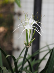 White Dazzle pure   flower Hippeastrum Amaryllis  Christmas Gift