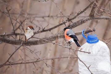 Eurasian Bullfinch / Pyrrhula pyrrhula