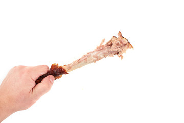 hand holding a nibbled chicken leg , isolated on white background