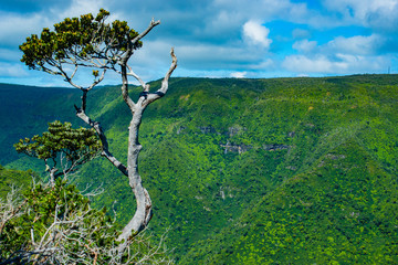 Ile Maurice - Parc National des Gorges de Rivière Noire - Point de vue