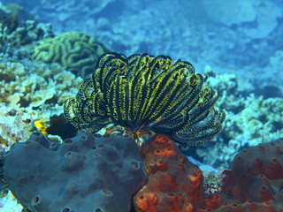 Crinoid