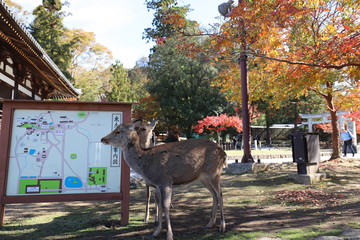 Fototapeta premium 奈良公園 紅葉と鹿
