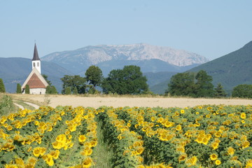 Sunflowers watch over Austrian Alps