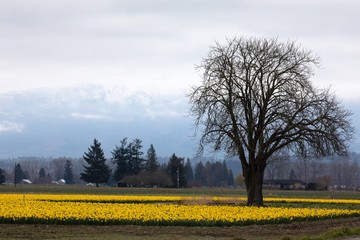 Obraz premium Daffodil growing in a field. 