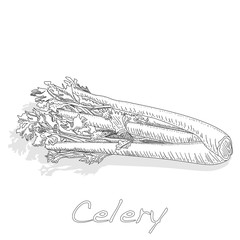 Celery monochrome vector illustration isolated on white backgrond.