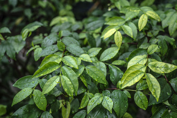 Green Leaves background with water drop. Flat lay. Nature background