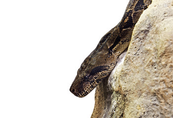 Close up Boa Constrictor on The Rock Isolated on White Background with Clipping Path and Copy Space