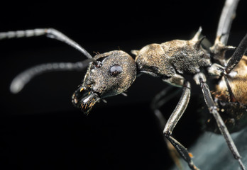 Macro Photo of Golden Weaver Ant on The Floor Isolated on Black Background