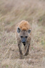 Hyena in the bush