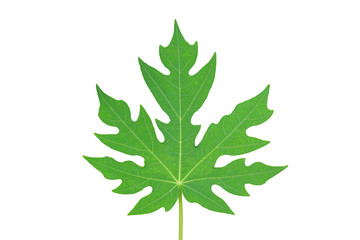 Papaya leaf isolated on white background.
