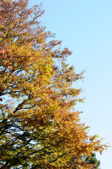 紅葉した樹木