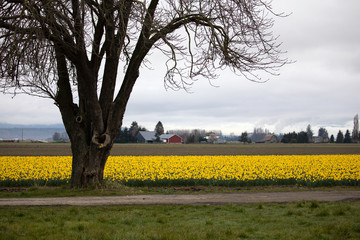 Obraz premium Daffodil growing in a field. 