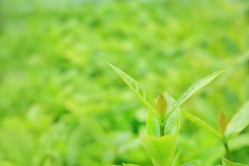 Fresh green tree leaf on blurred background in the summer garden with copy space and clean pattern.