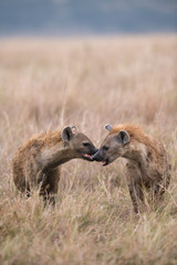 Hyena in the bush