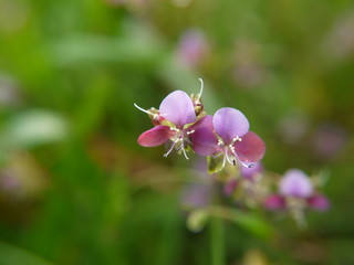 pink flowers in garden